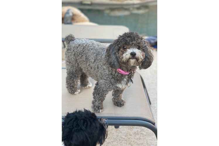 Fluffy Maltipoo Poodle Mix Pup