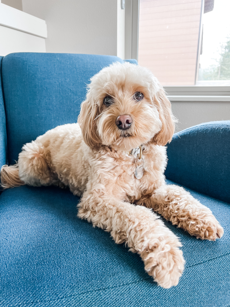 Sweet Cavapoo Pup