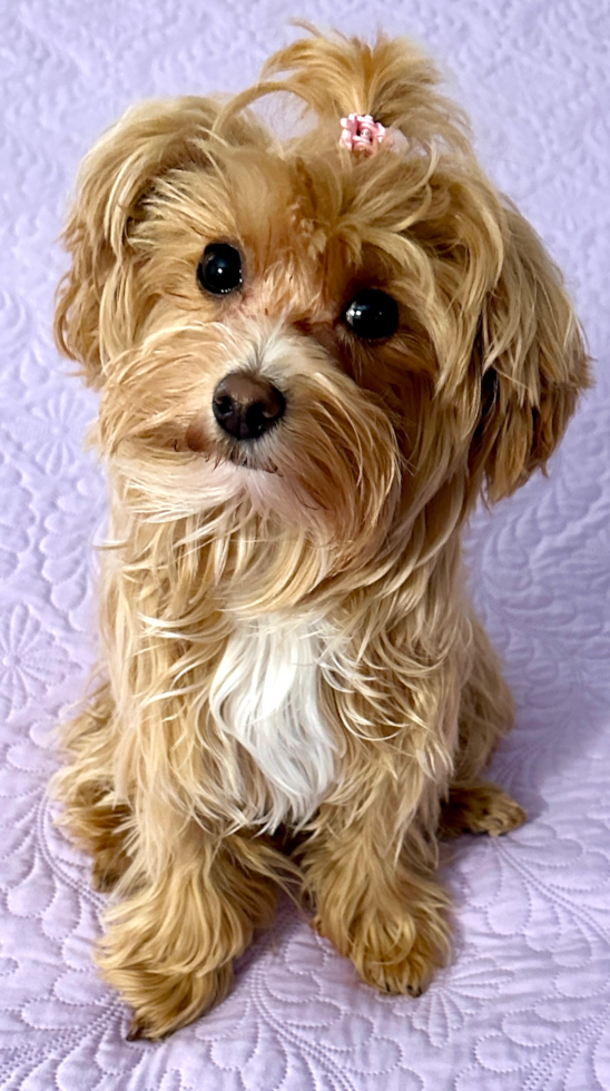 Maltipoo Being Cute
