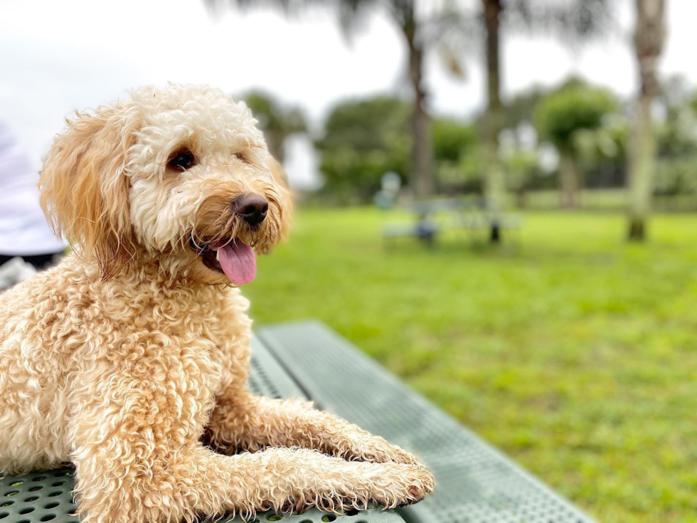 Mini Goldendoodle Being Cute