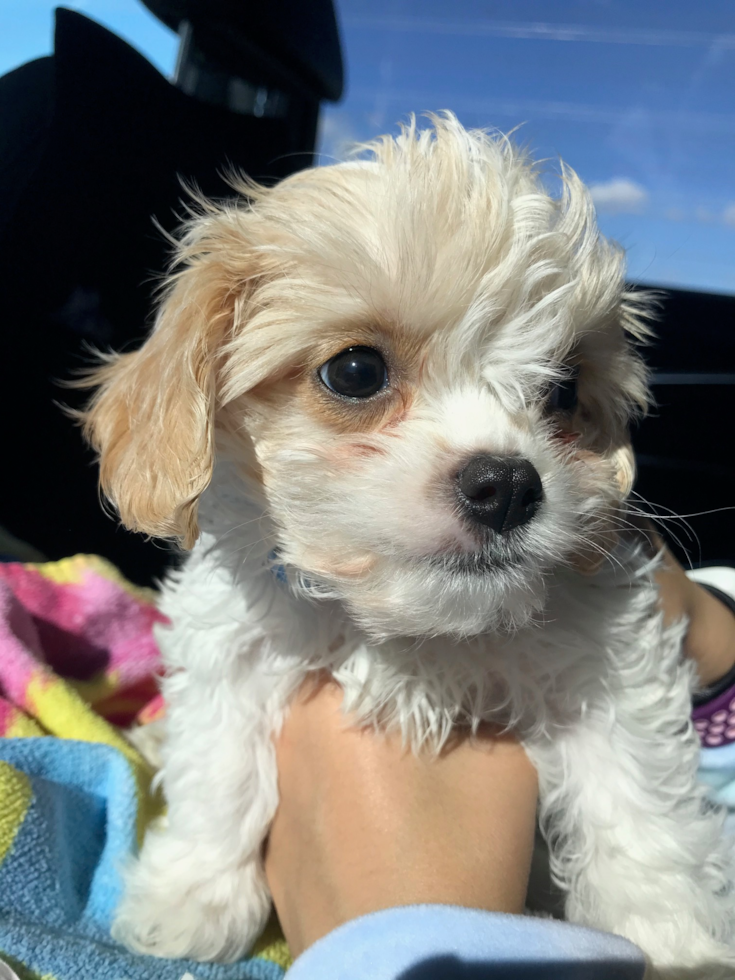 Smart Cavachon Designer Pup