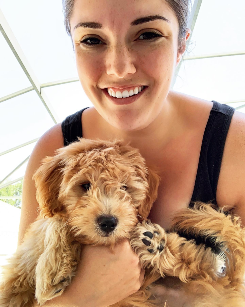 Hypoallergenic Golden Retriever Poodle Mix Pup