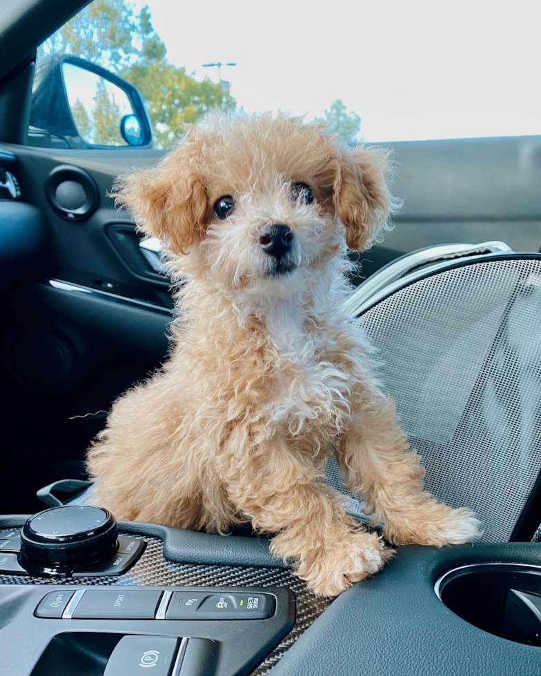 Hypoallergenic Bichpoo Poodle Mix Pup