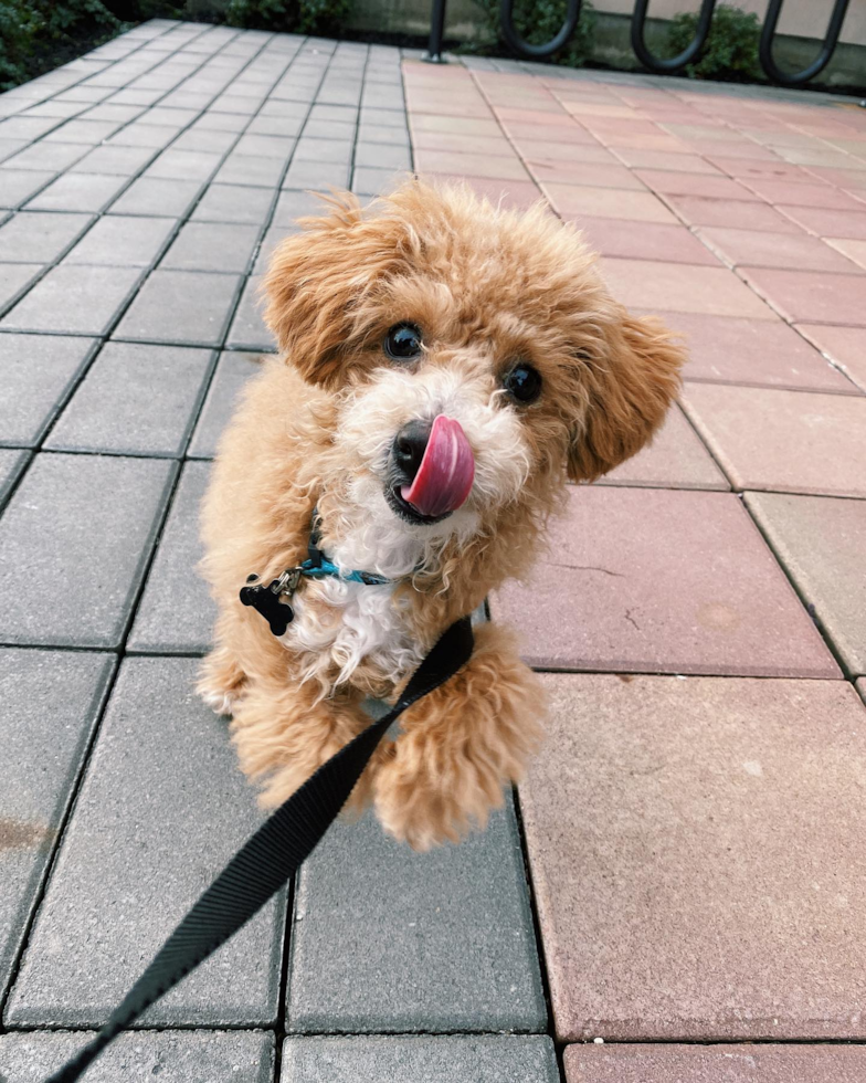 Sweet Poochon Pup