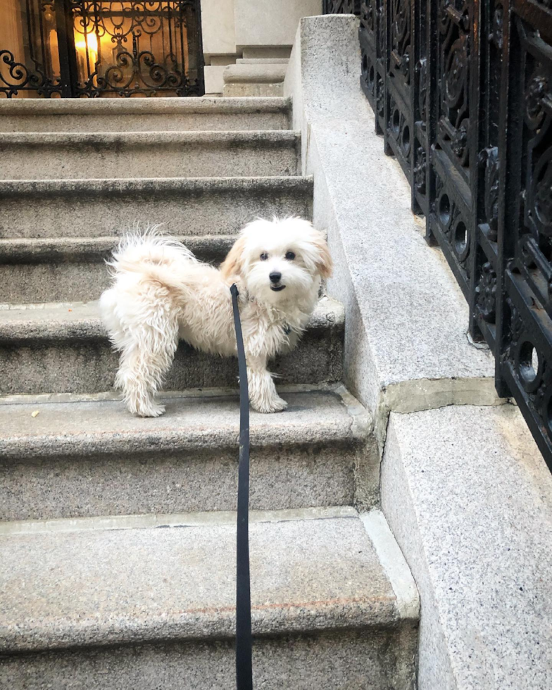 Sweet Maltipoo Pup