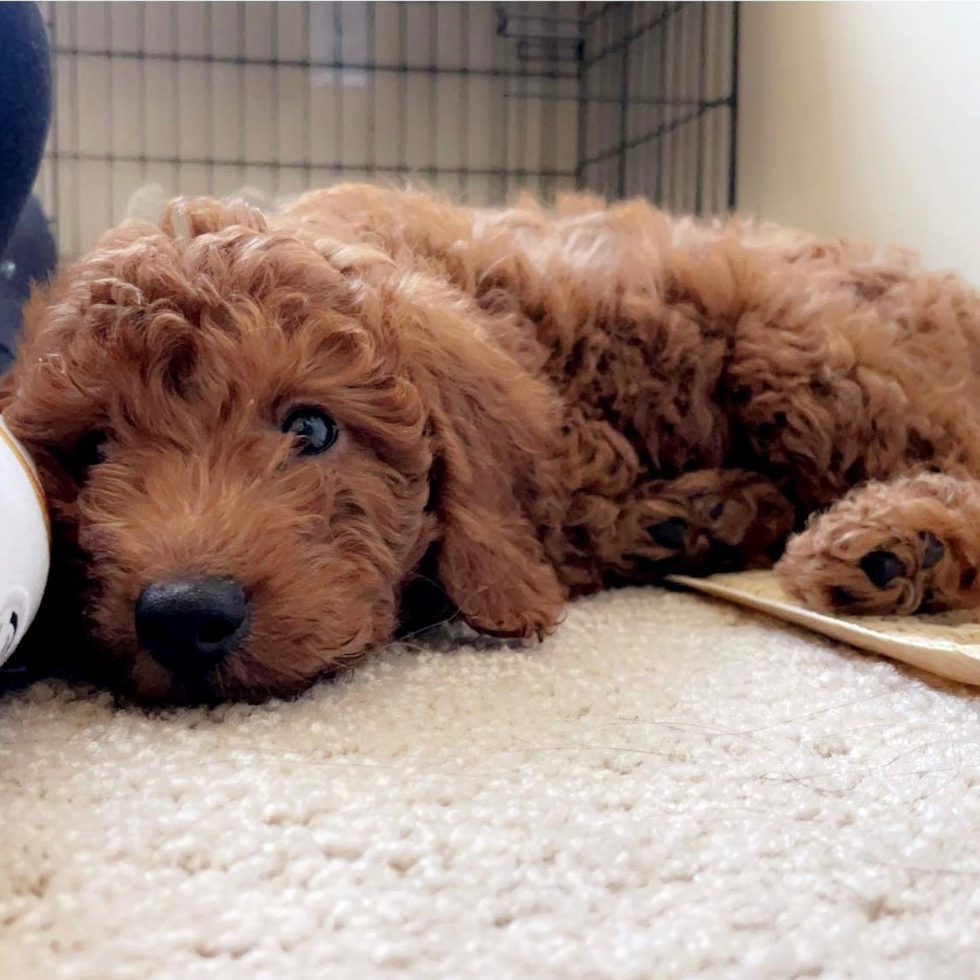 Mini Goldendoodle Being Cute