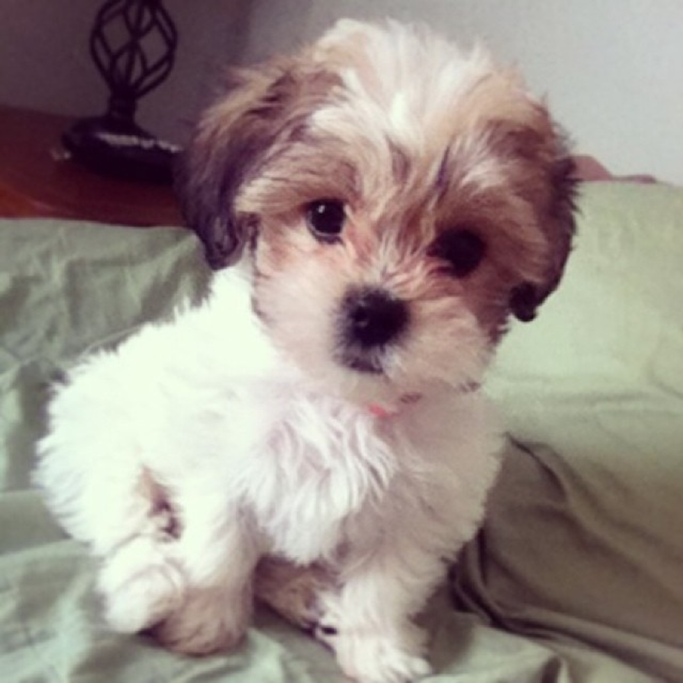 Little Shichon Designer Pup