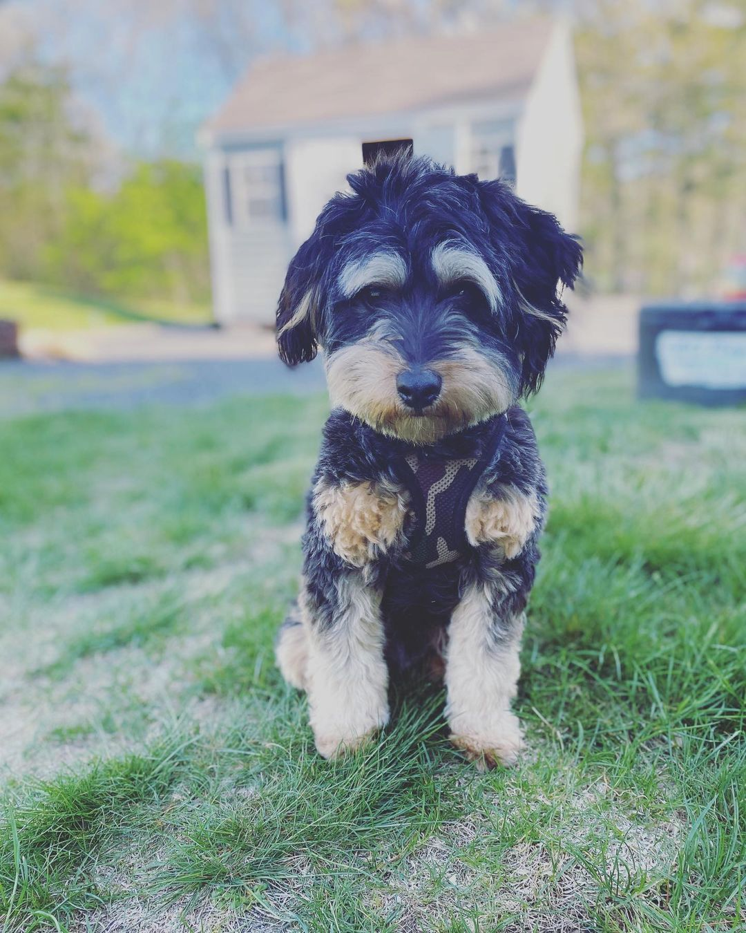 Mini Aussiedoodle Pup Being Cute