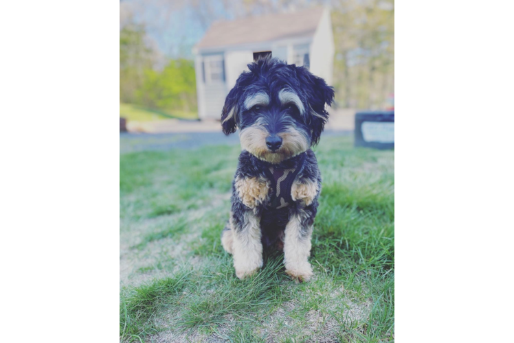 Mini Aussiedoodle Pup Being Cute