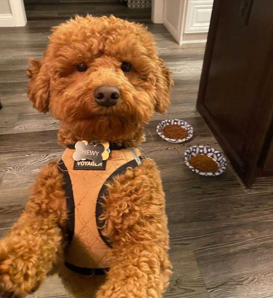 Happy Mini Goldendoodle Pup in West Chester OH