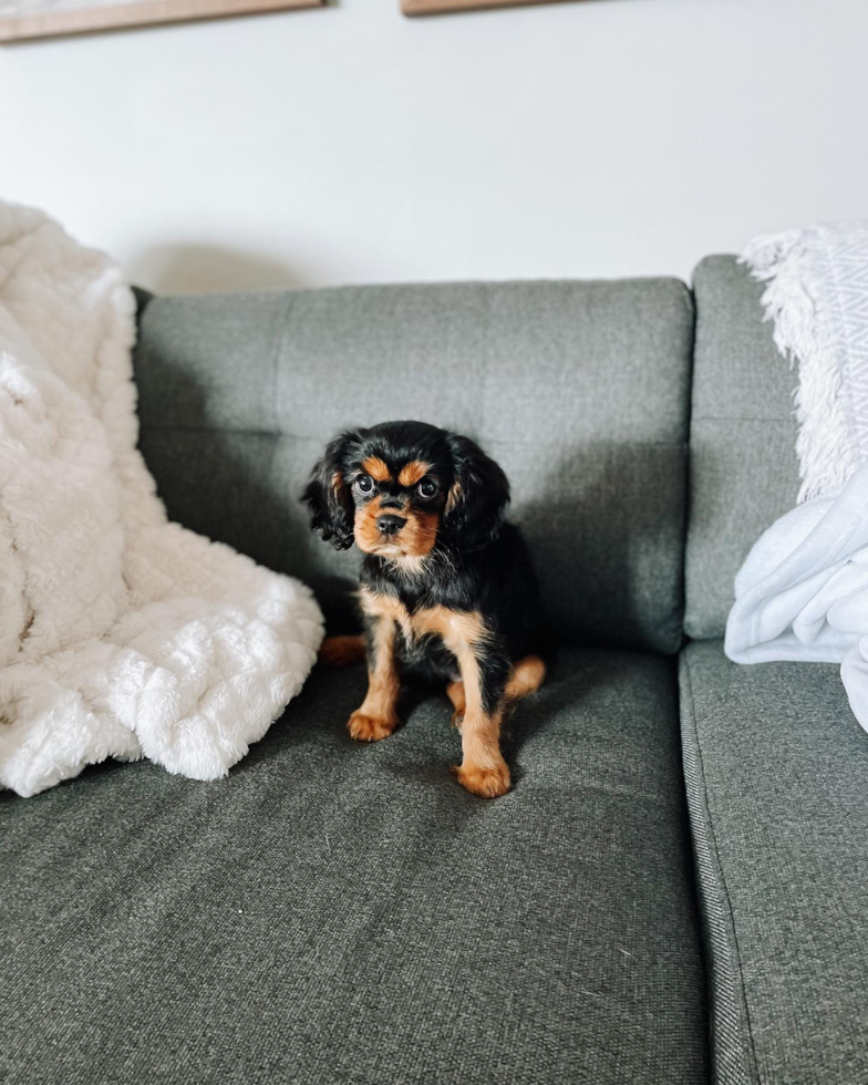 Bargersville Cavalier King Charles Spaniel Pup