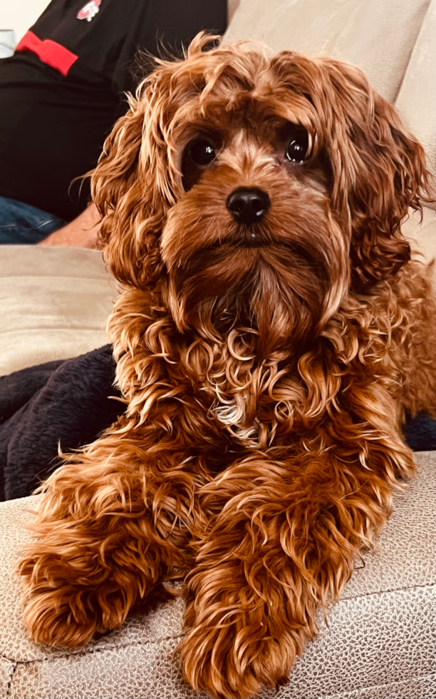 Energetic Cavoodle Poodle Mix Pup