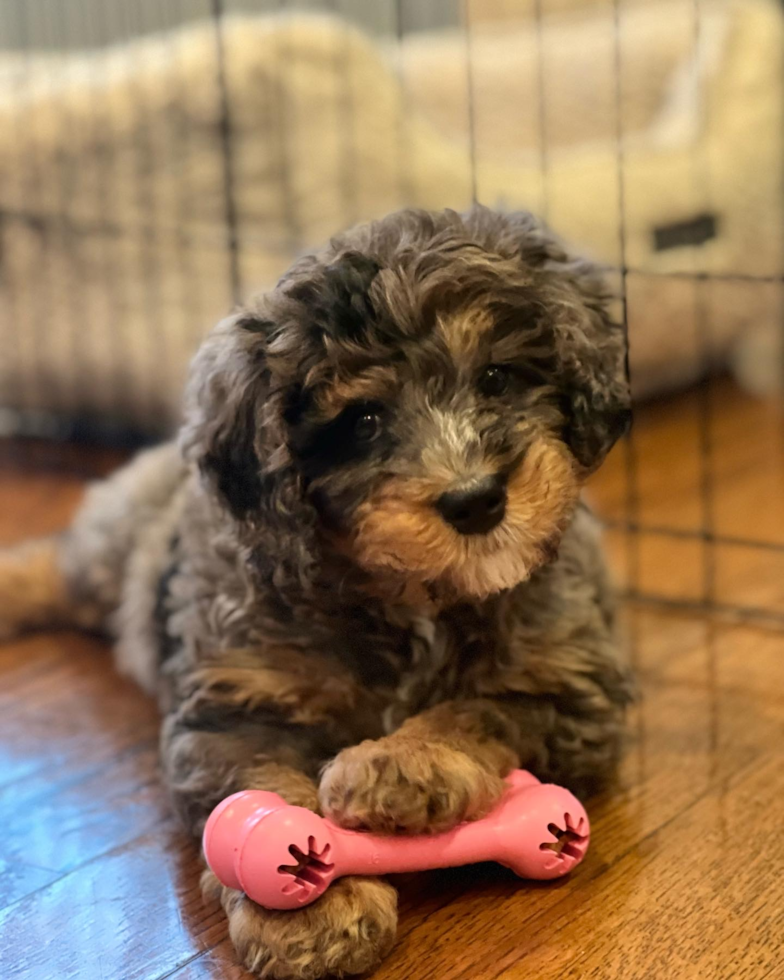 Mini Bernedoodle Being Cute