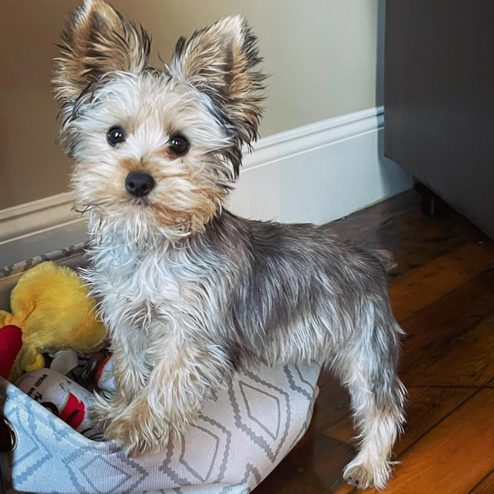 Funny Yorkshire Terrier Purebred Pup