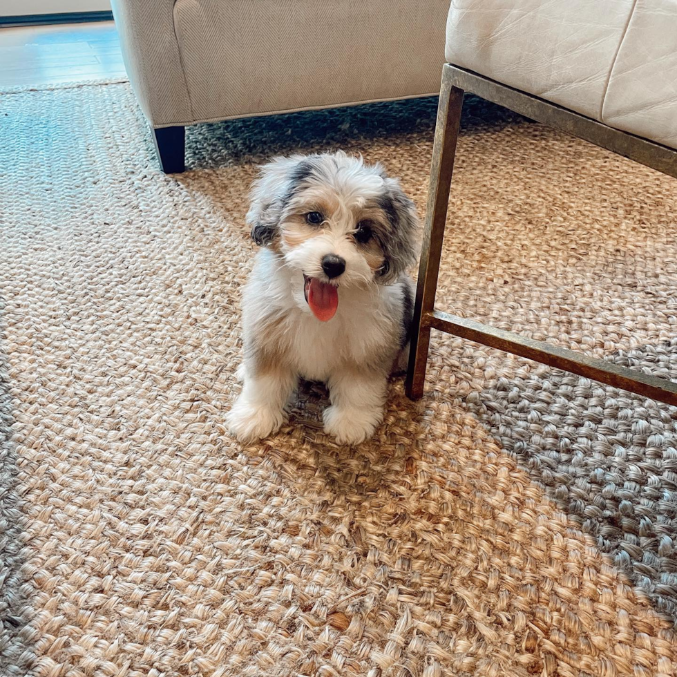 Friendly Mini Aussiedoodle Pup in Houston TX