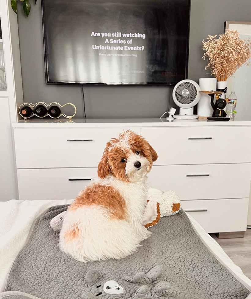 Playful Poodle Purebred Pup