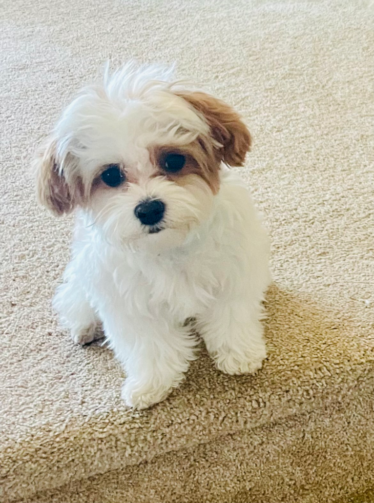 Fluffy Maltipoo Poodle Mix Pup