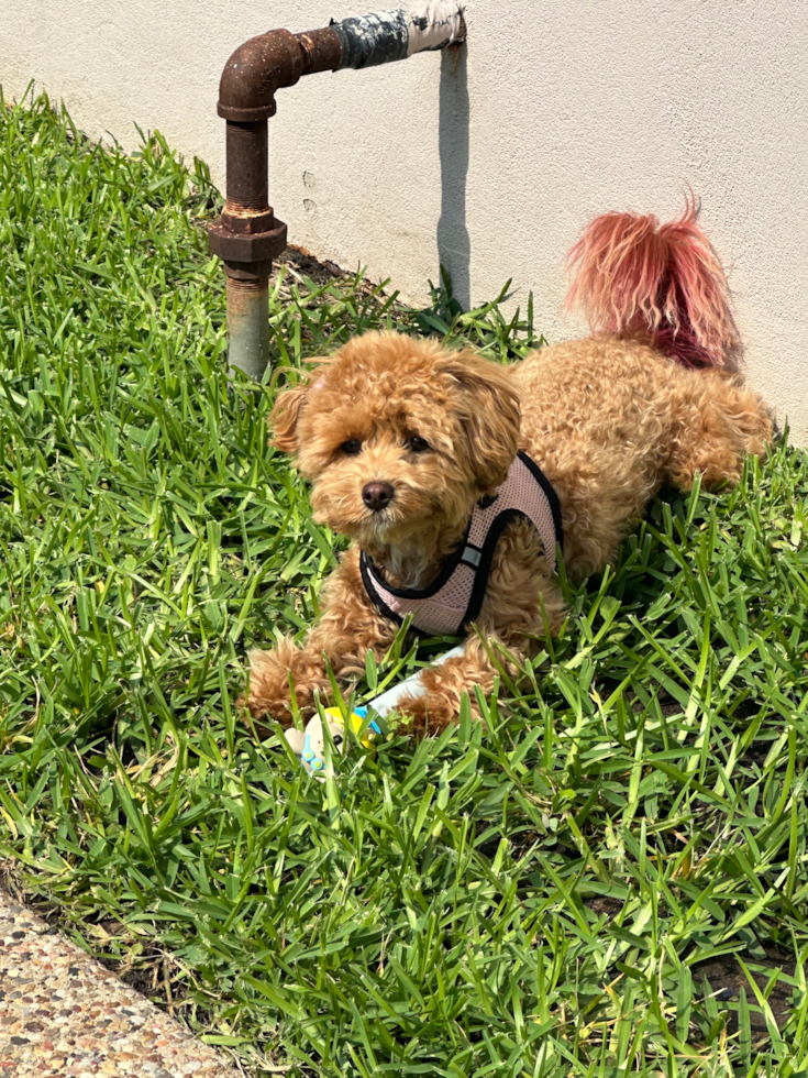 Maltipoo Being Cute