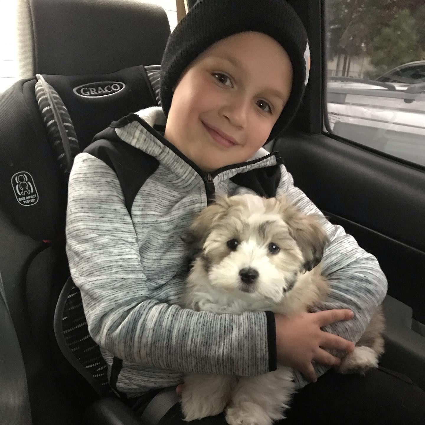Havanese Pup Being Cute