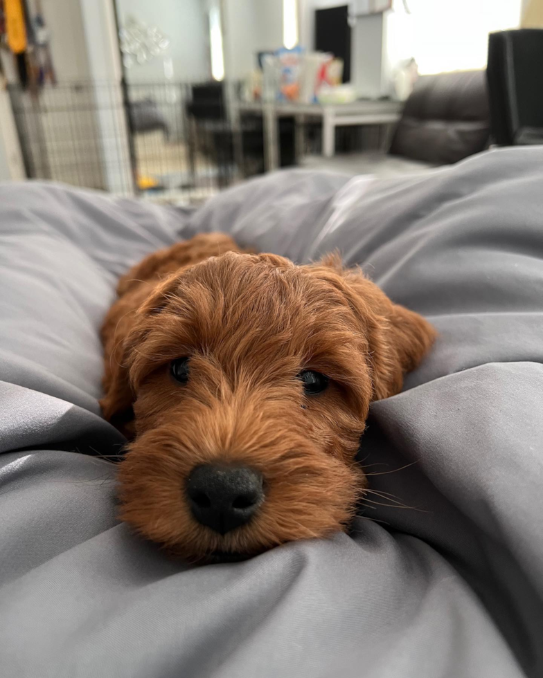 Hypoallergenic Golden Retriever Poodle Mix Pup