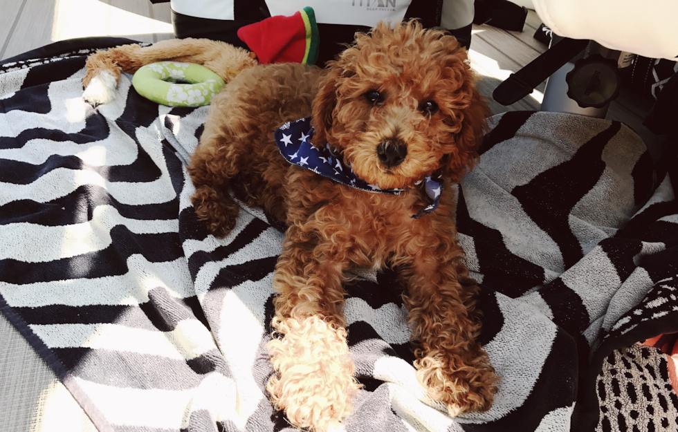 Smart Mini Goldendoodle Poodle Mix Pup