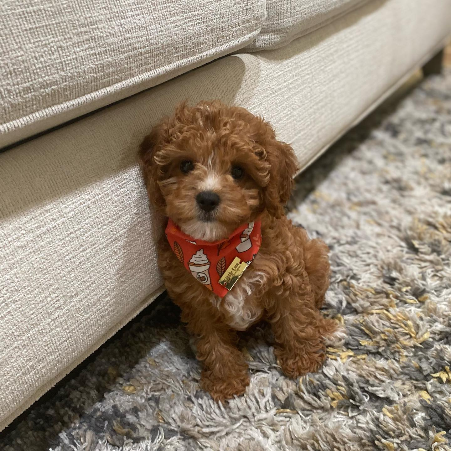 Fluffy Cavapoo Poodle Mix Pup