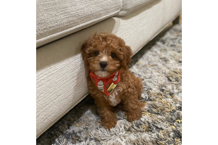 Fluffy Cavapoo Poodle Mix Pup