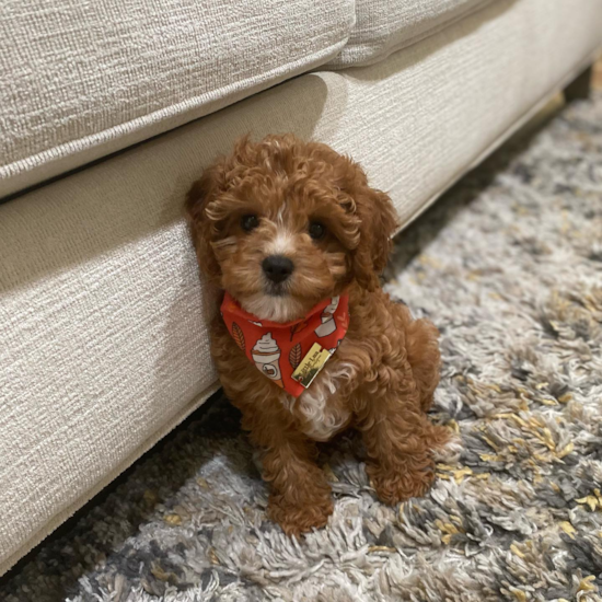 Adorable Cavoodle Poodle Mix Pup