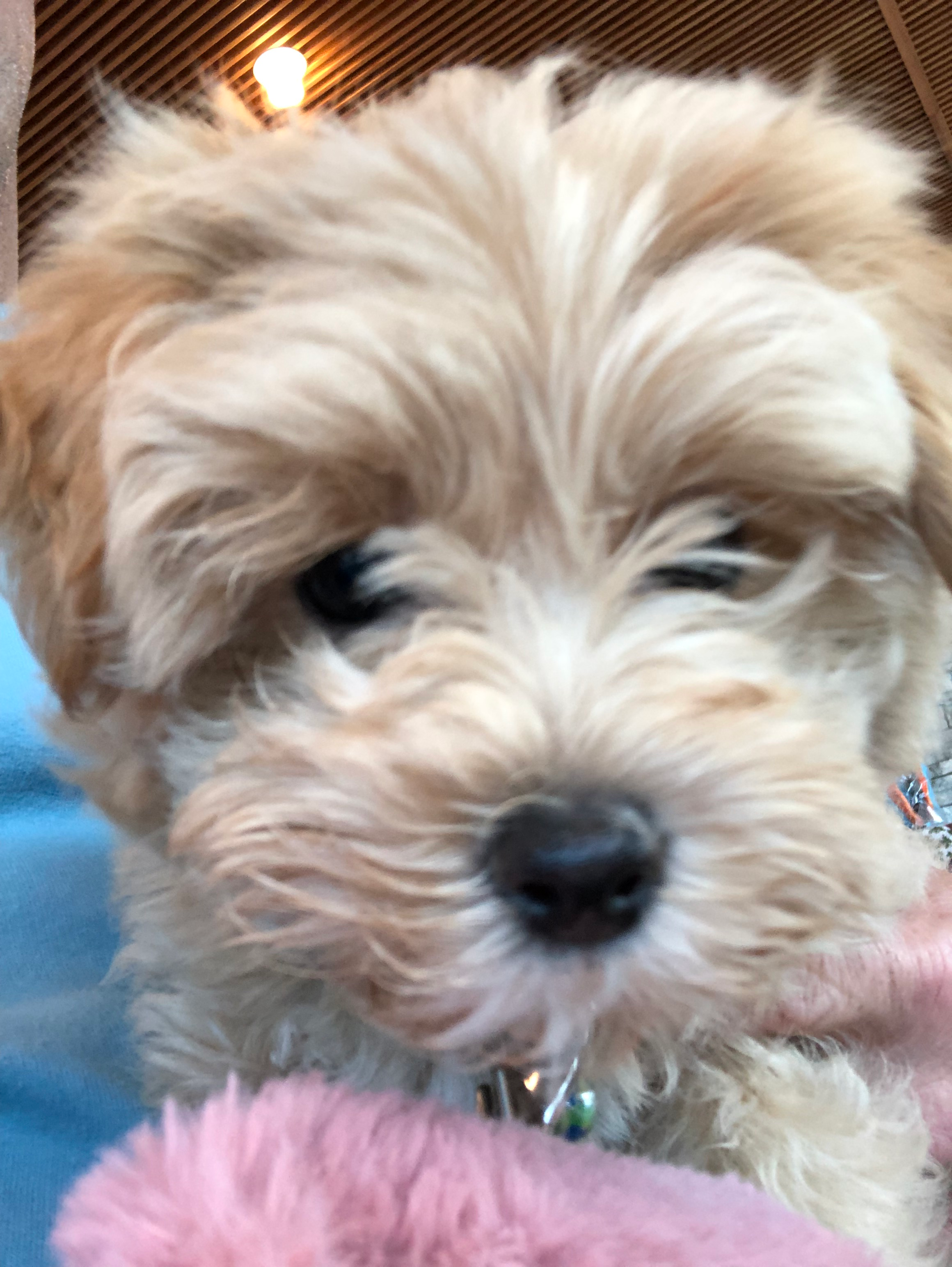 Smart Maltipoo Poodle Mix Pup