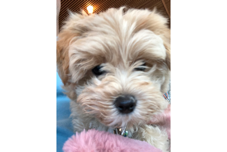 Smart Maltipoo Poodle Mix Pup