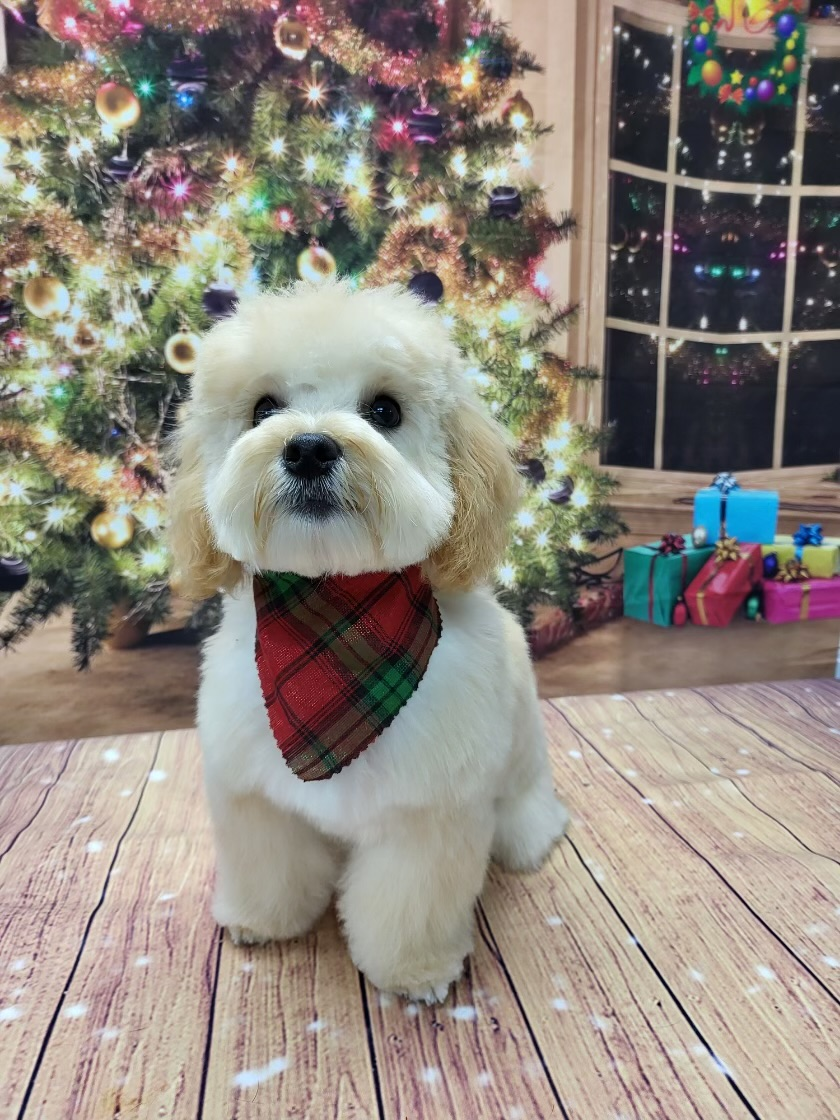 Little Maltese Poodle Poodle Mix Puppy