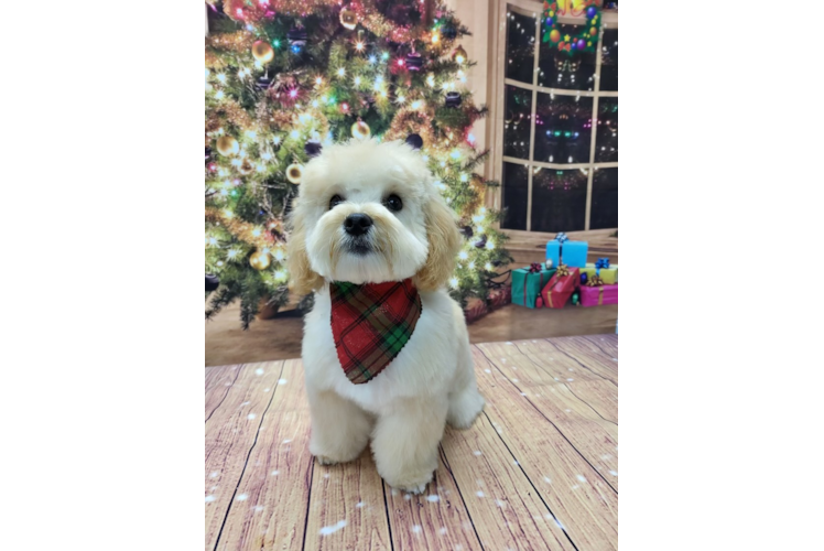 Little Maltese Poodle Poodle Mix Puppy