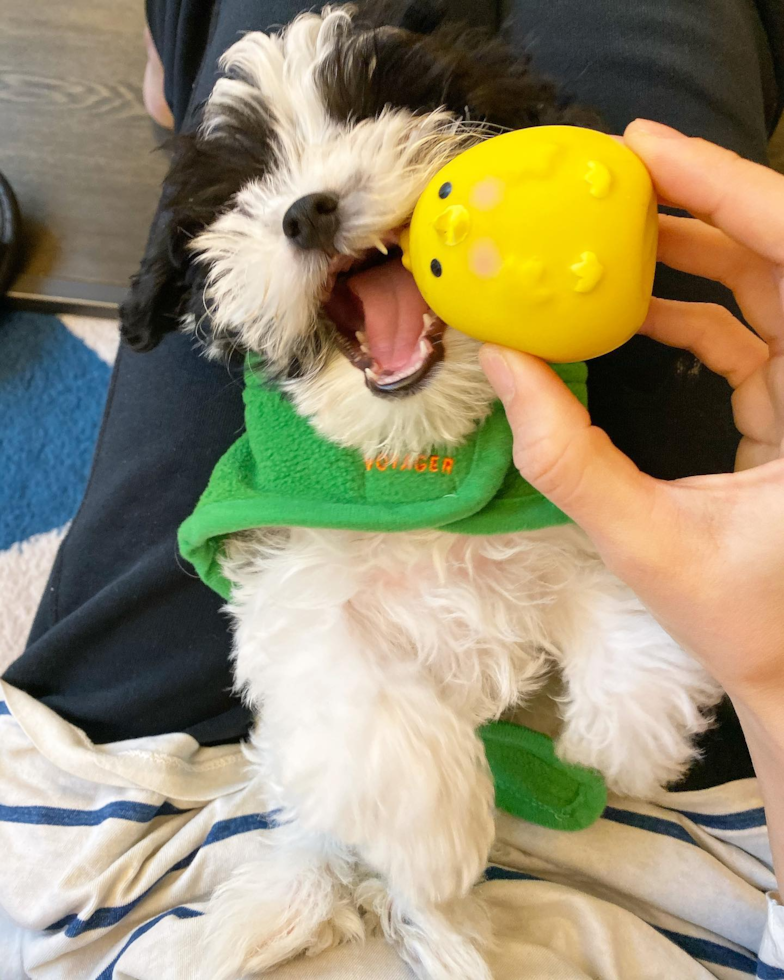 Havanese Being Cute