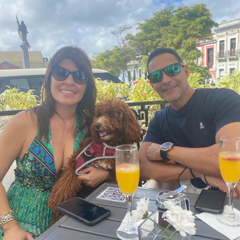 Popular Cavapoo Poodle Mix Pup