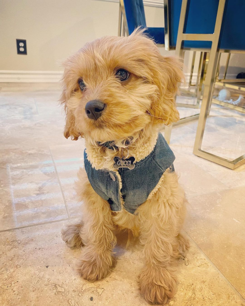 Adorable Cavoodle Poodle Mix Pup