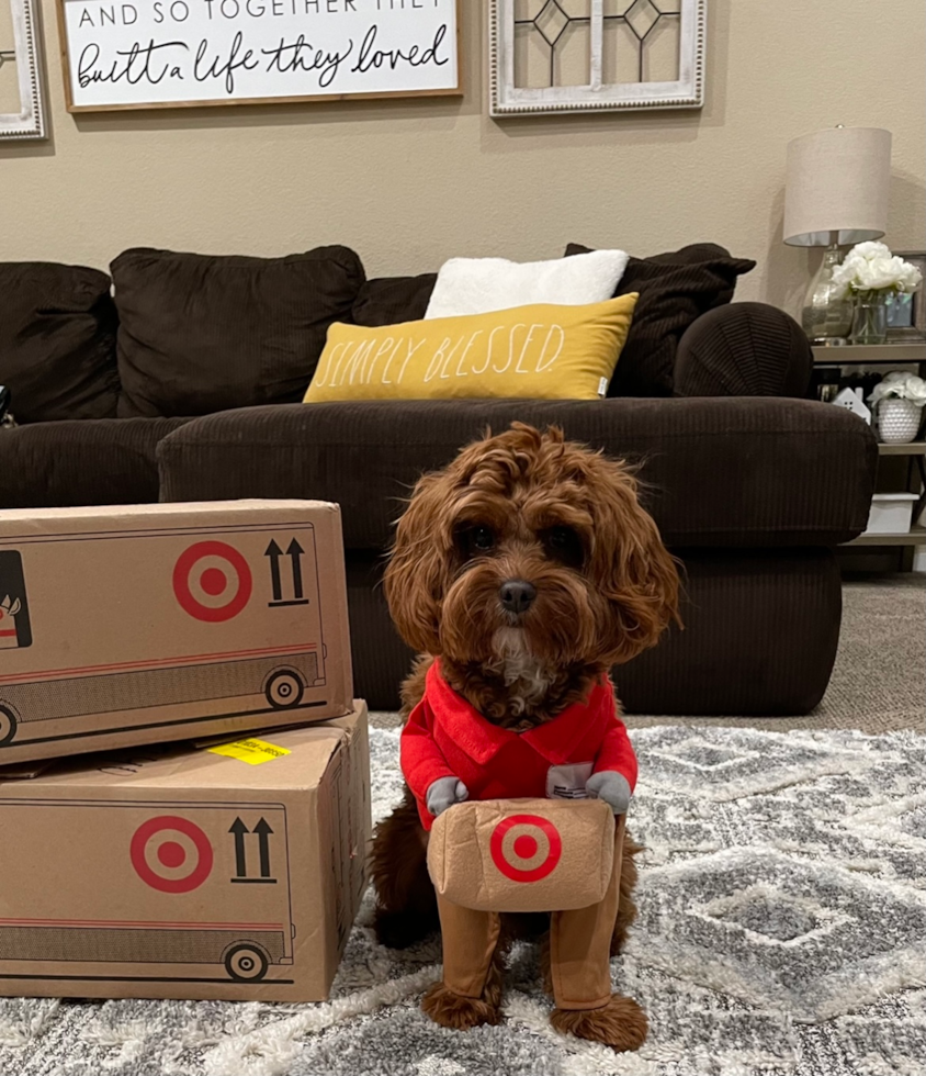 Hollister Cavapoo Pup