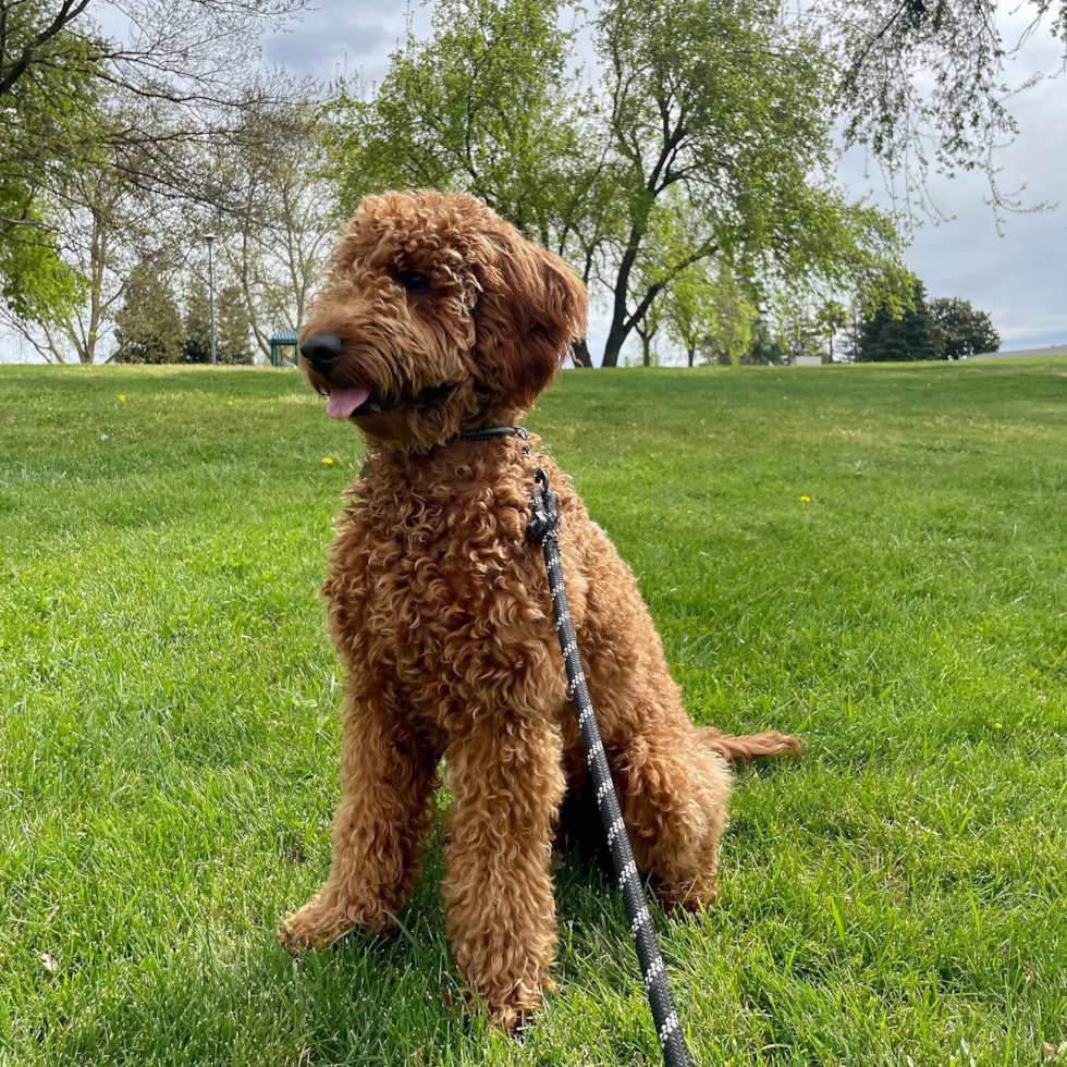 Friendly Mini Goldendoodle Pup