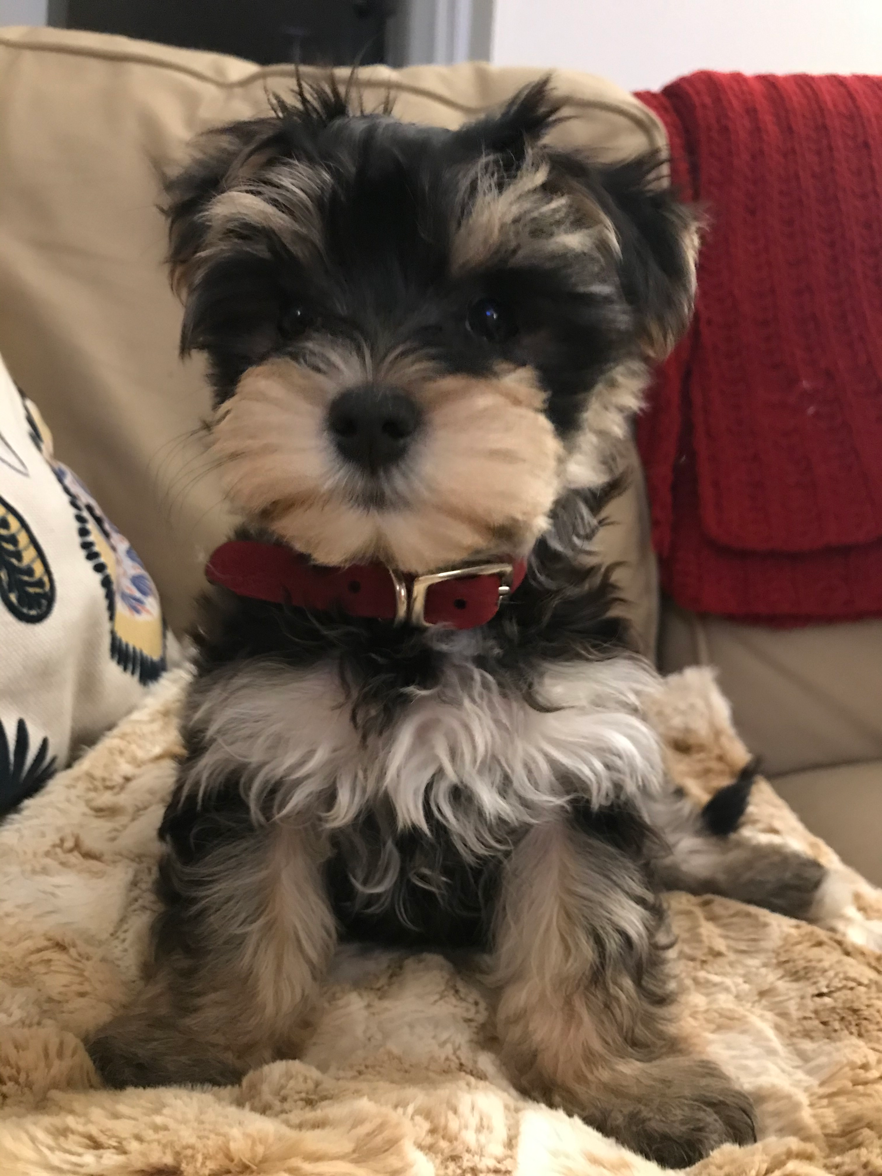 Morkie Pup Being Cute