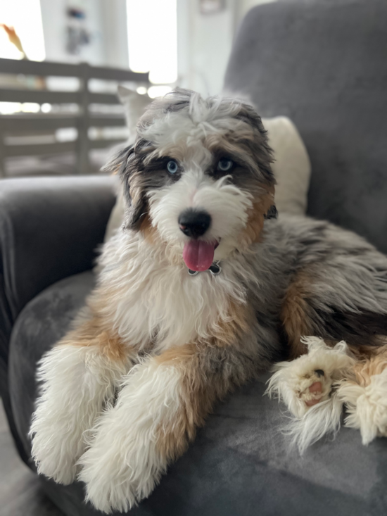 Mini Bernedoodle