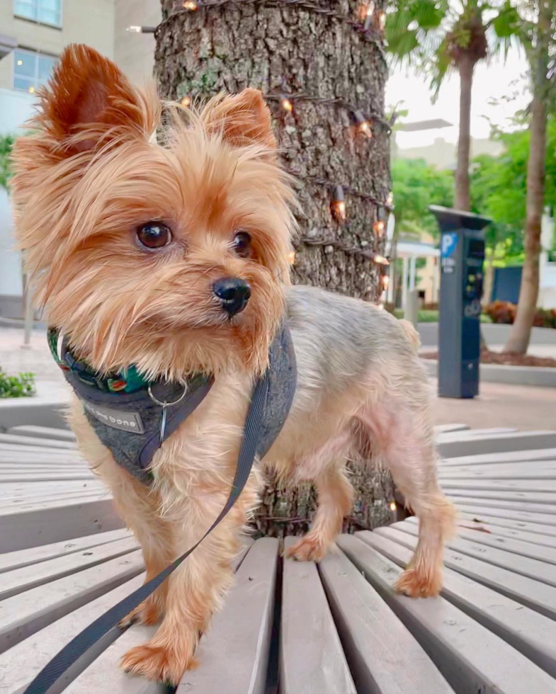 Ann Arbor Yorkshire Terrier Pup