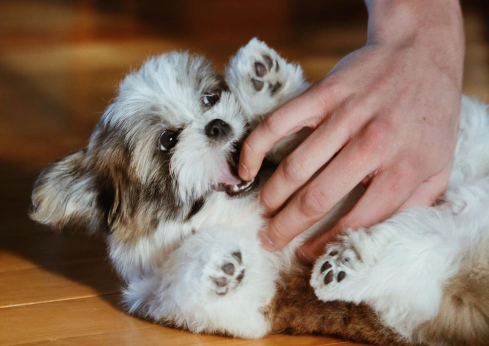 Teddy Bear Being Cute