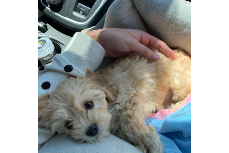 Cavachon Pup Being Cute