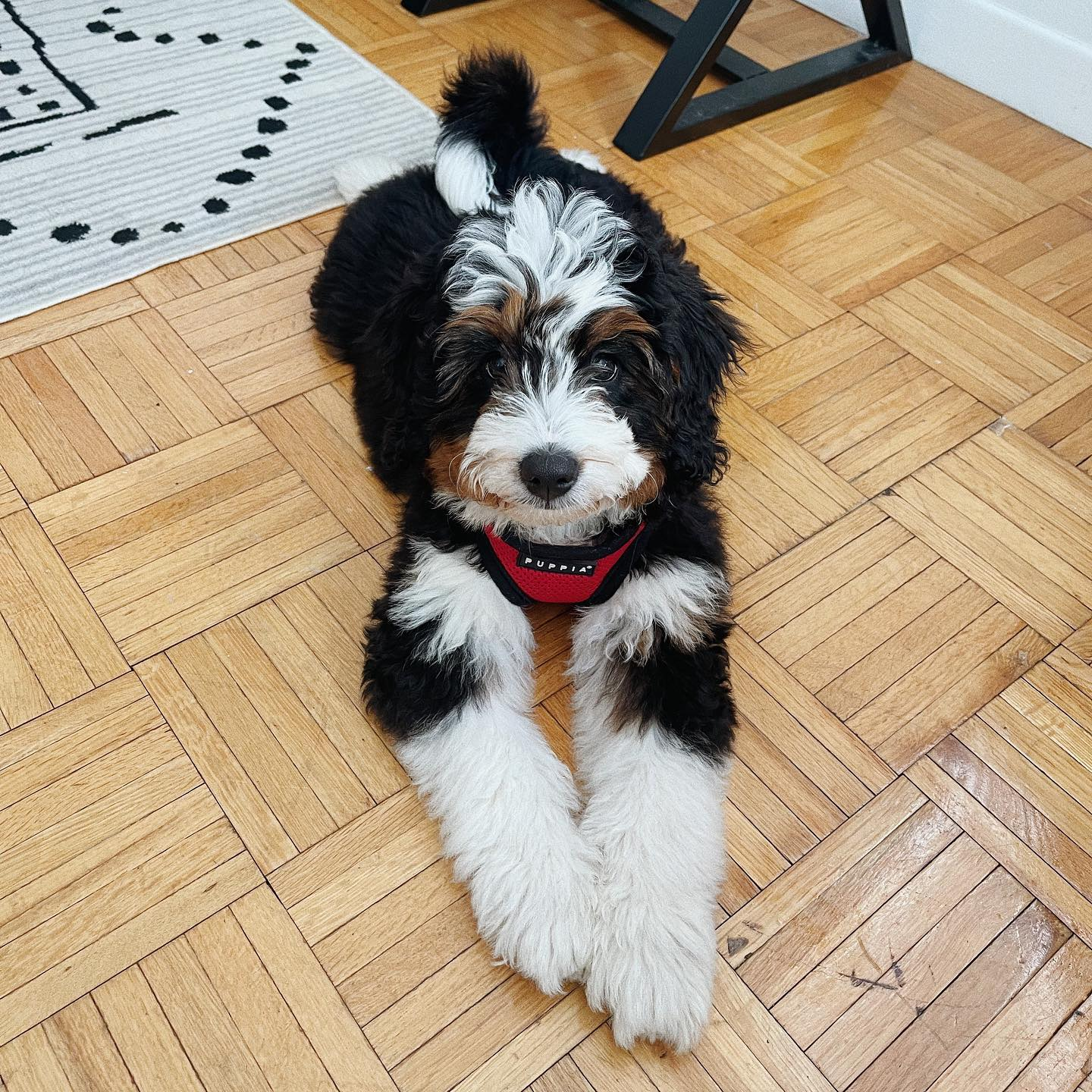 Best Mini Bernedoodle Baby