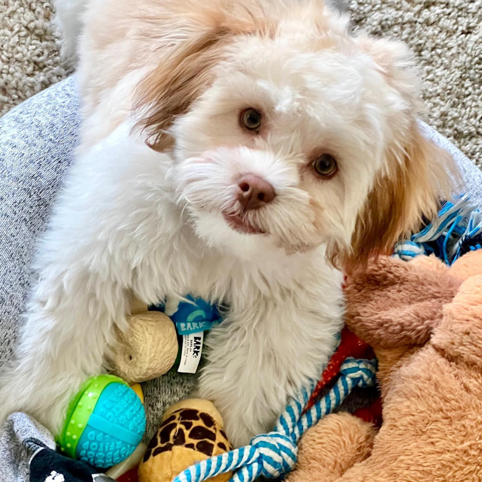 Little Shichon Designer Pup