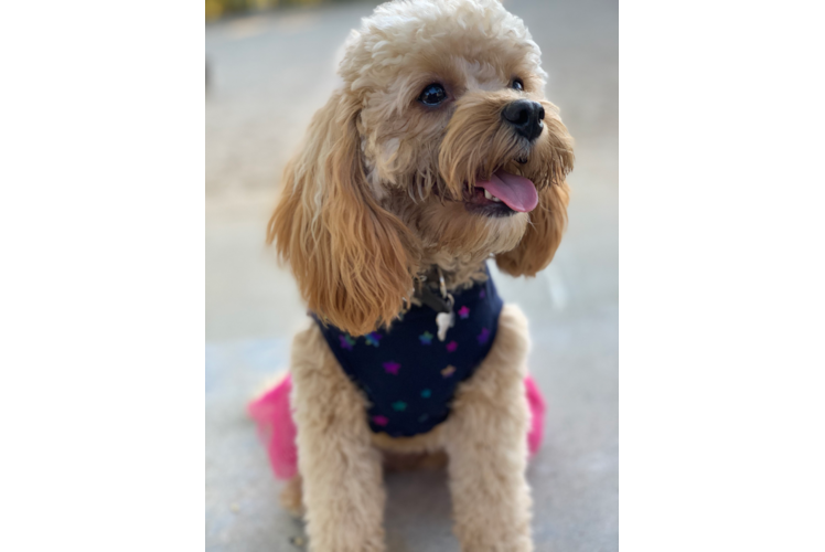 Cavapoo Puppy for Adoption