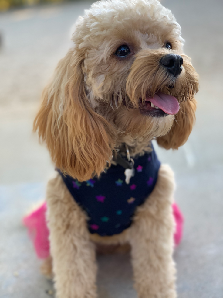 Cute Cavapoo Pup