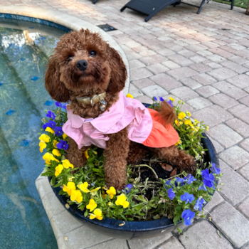 Funny Cockapoo Poodle Mix Pup