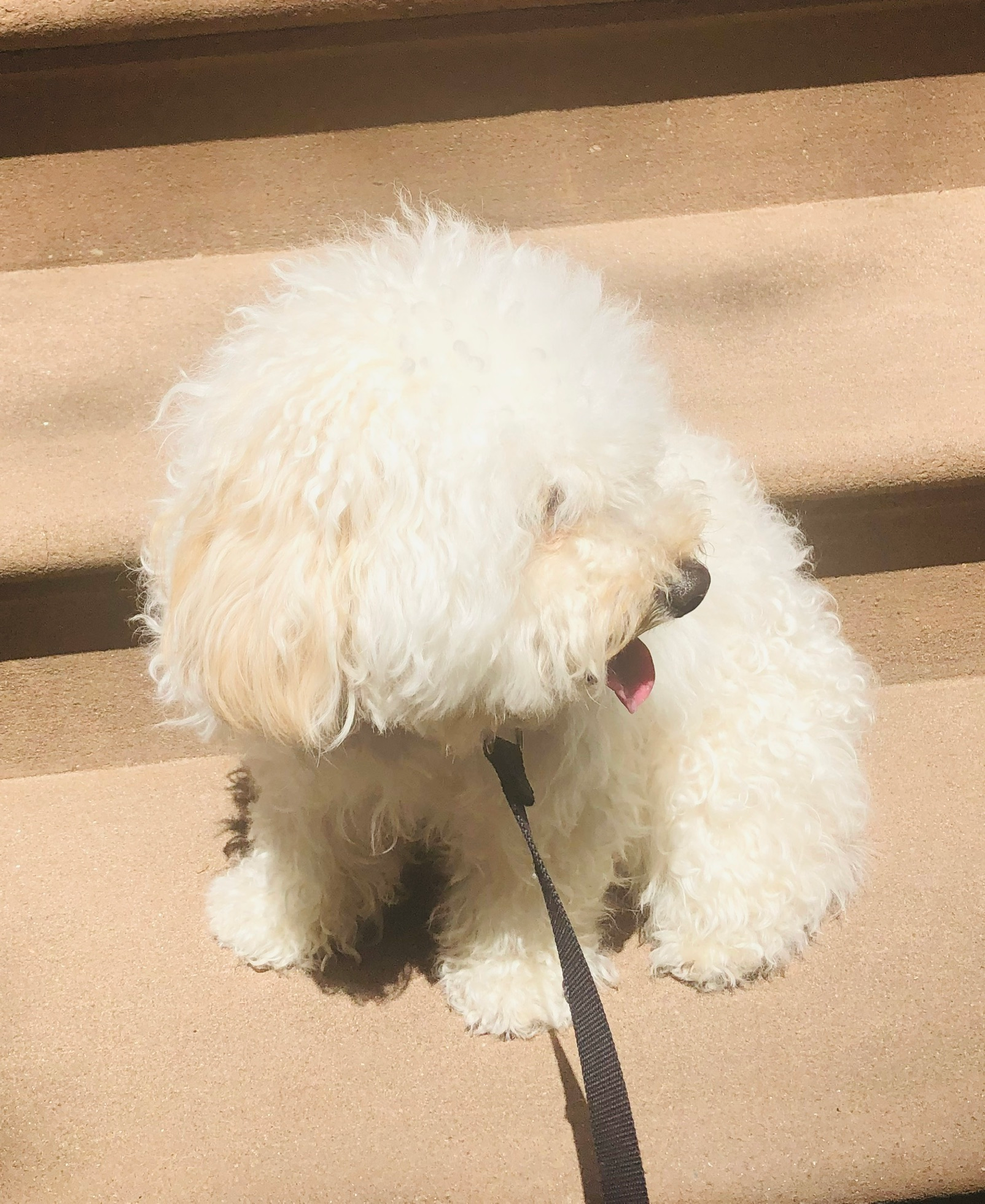 Maltipoo Pup Being Cute