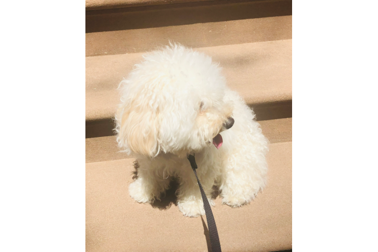 Maltipoo Pup Being Cute