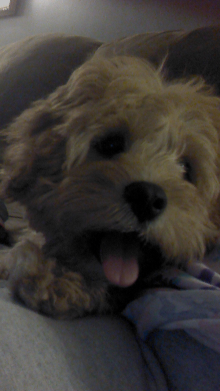 Best Cavapoo Baby